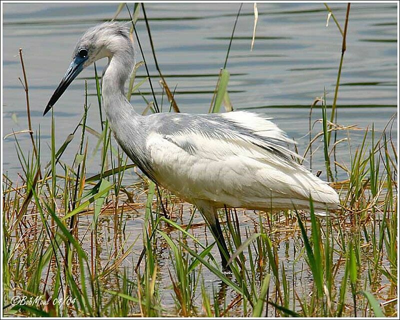 Aigrette bleue