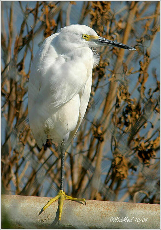 Aigrette neigeuse