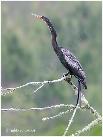 Anhinga d'Amérique