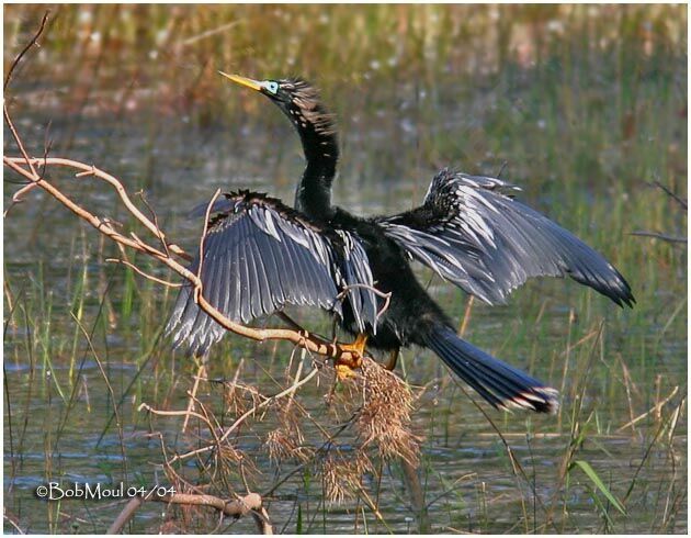 Anhinga d'Amérique mâle adulte internuptial