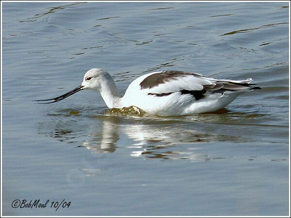 Avocette d'Amériqueadulte internuptial