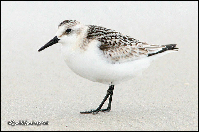 Bécasseau sanderling