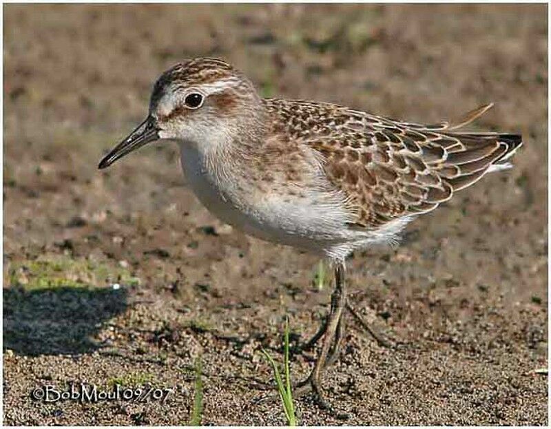 Semipalmated Sandpiper