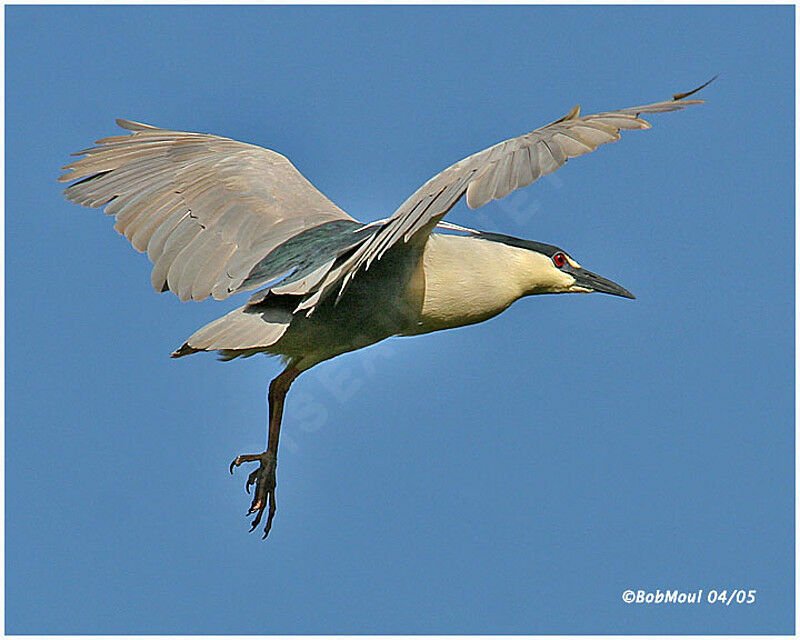 Black-crowned Night Heron