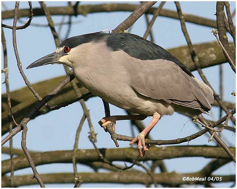 Black-crowned Night Heron