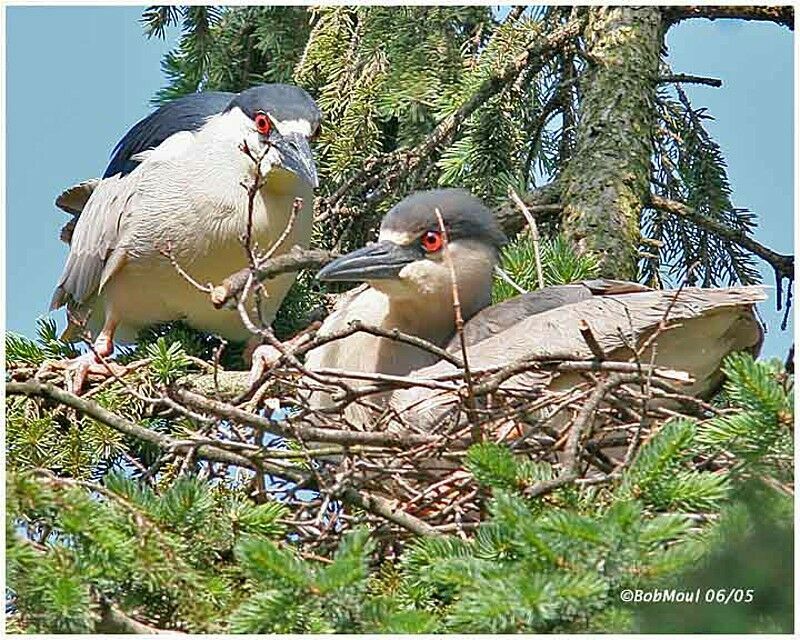 Black-crowned Night Heron