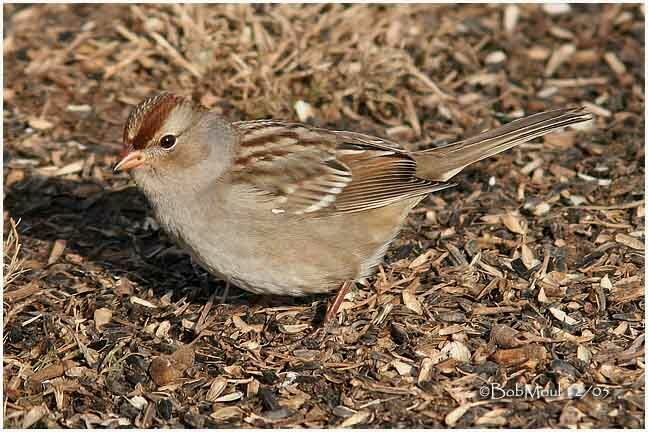 White-crowned Sparrow