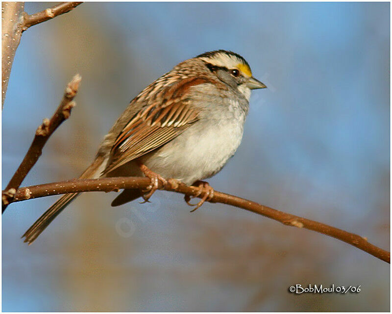 White-throated Sparrow