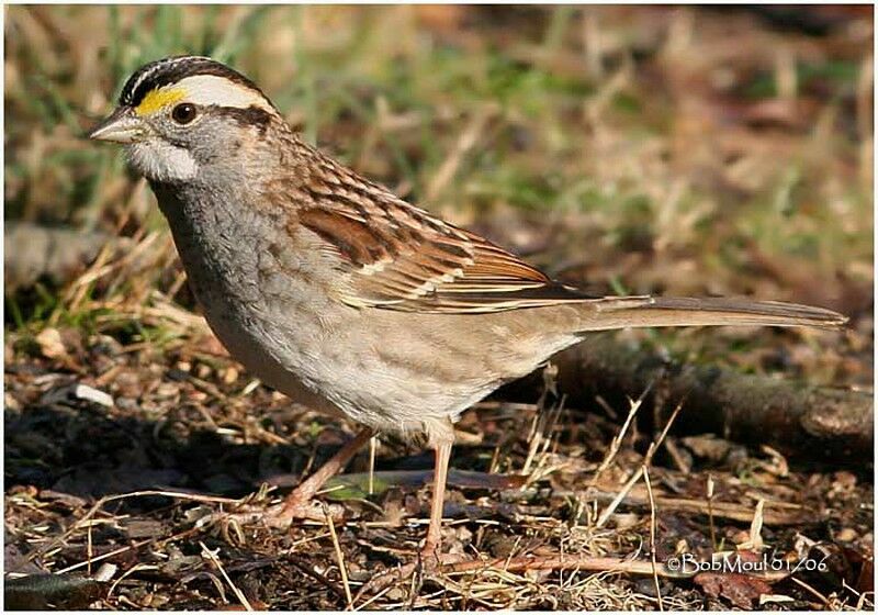 White-throated Sparrow