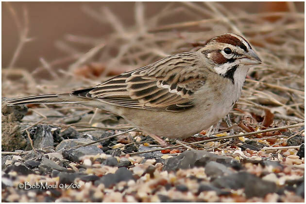 Lark Sparrow