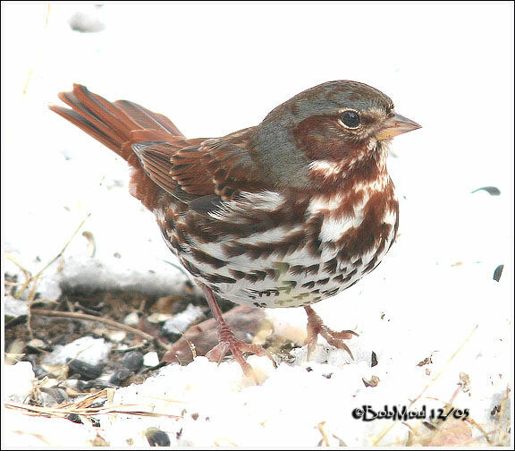 Red Fox Sparrow