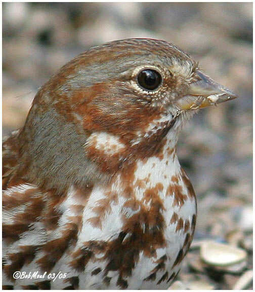 Red Fox Sparrow