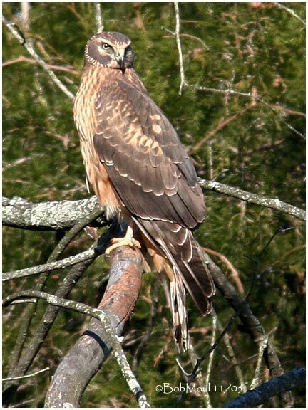 Hen Harrier