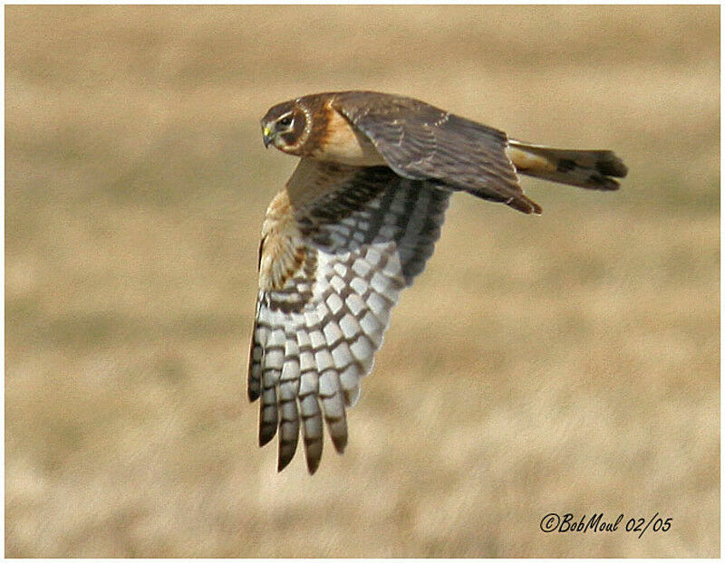 Hen Harrier