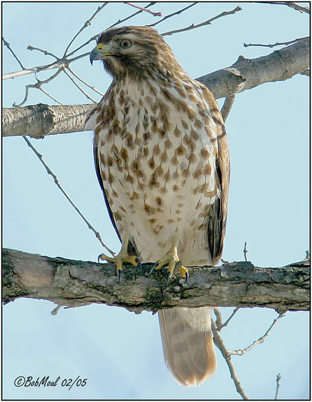 Red-shouldered Hawk