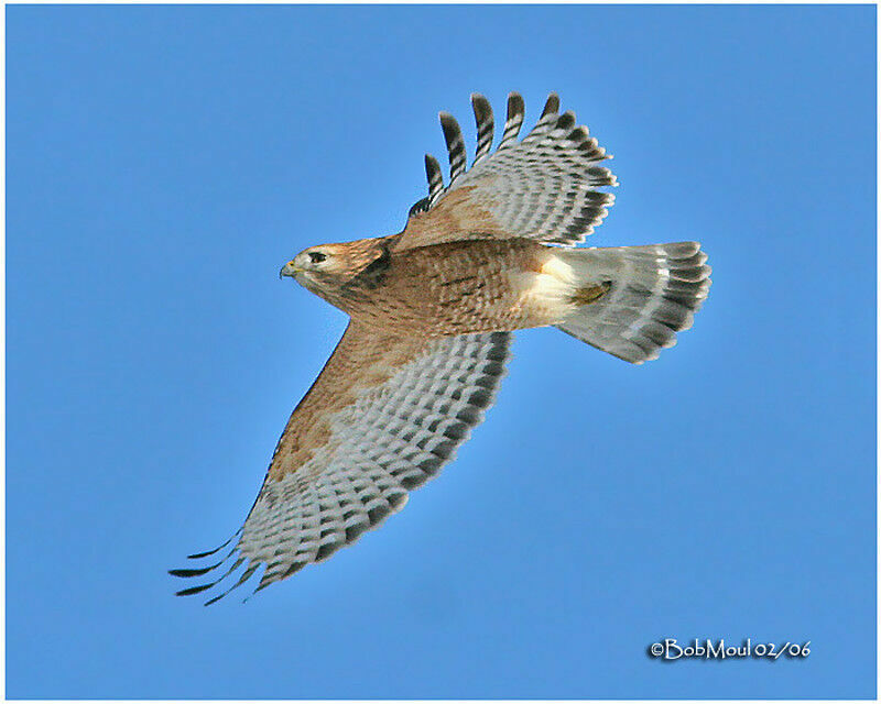 Red-shouldered Hawk