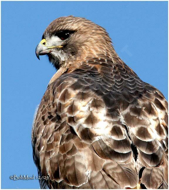 Red-tailed Hawkadult