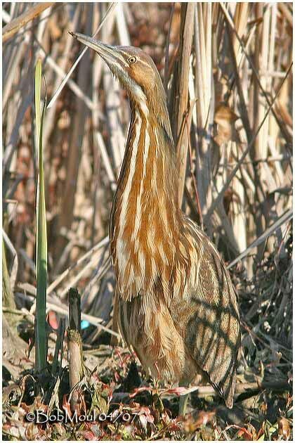 American Bittern