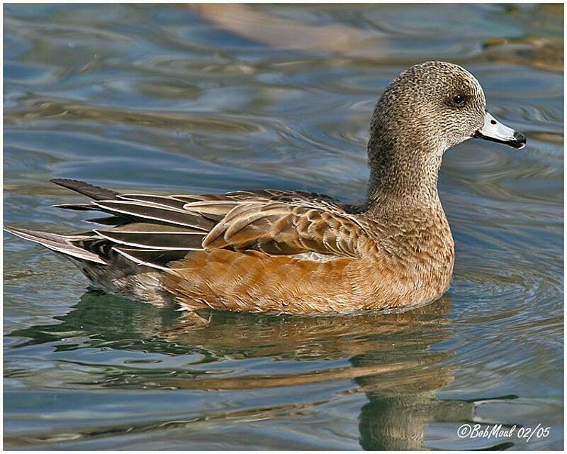 Canard à front blanc