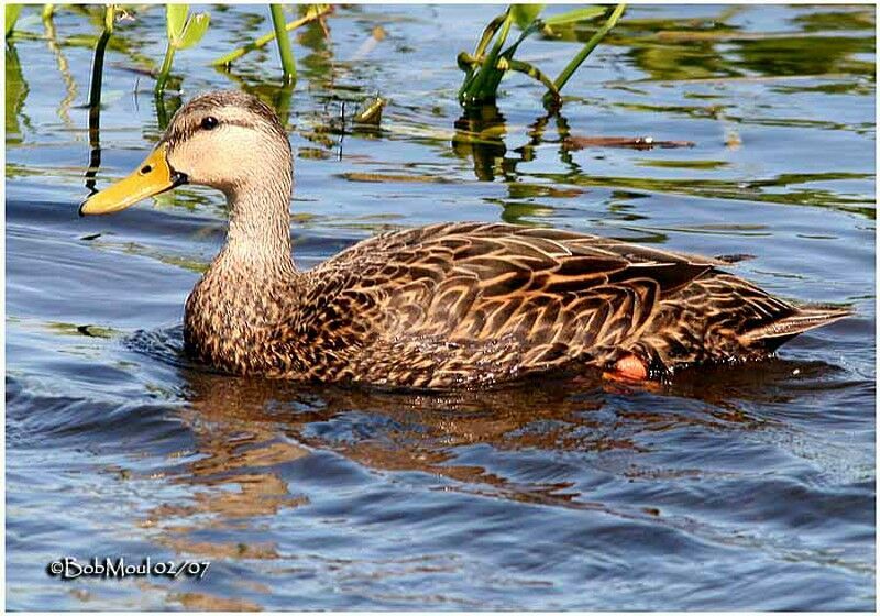 Mottled Duck male adult