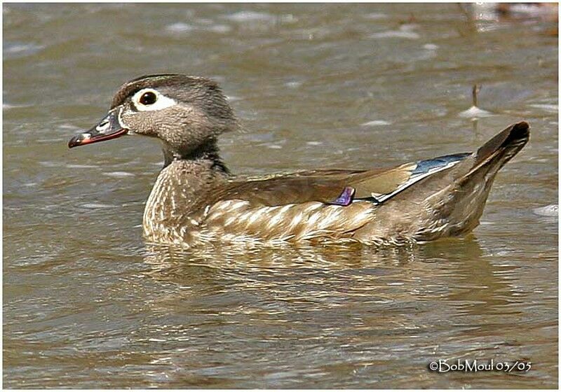 Wood Duck female adult