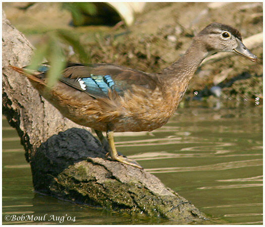 Wood Duck female immature