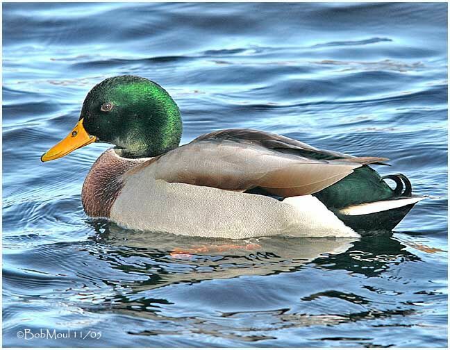 Canard colvert