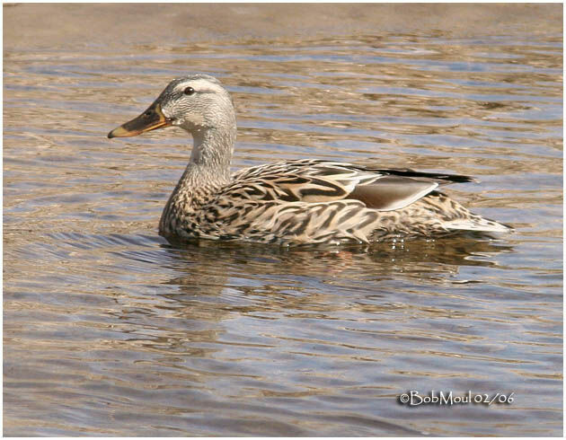 Canard colvert