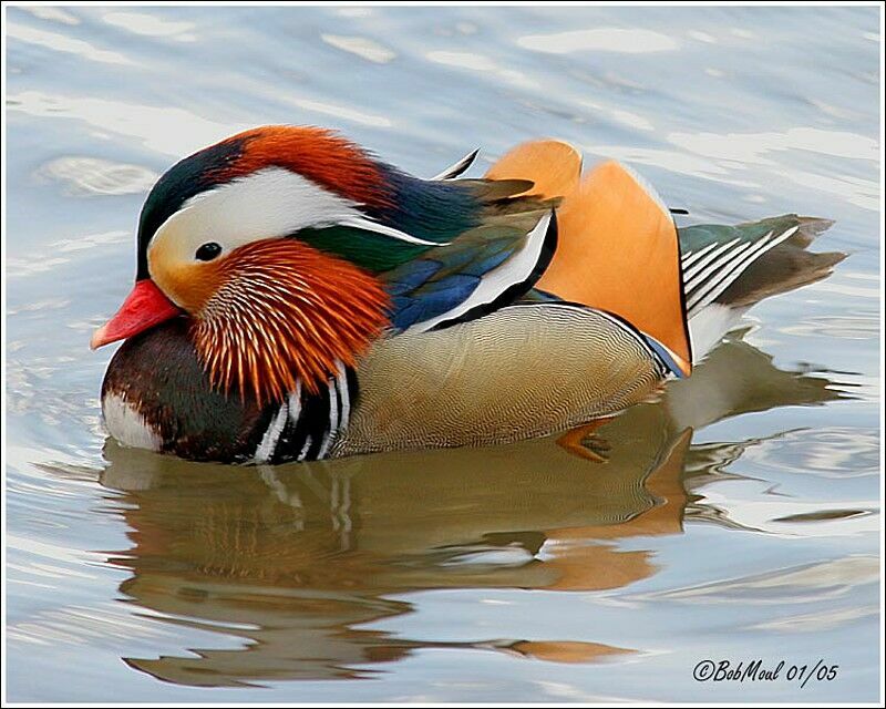 Mandarin Duck