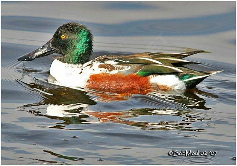 Canard souchet