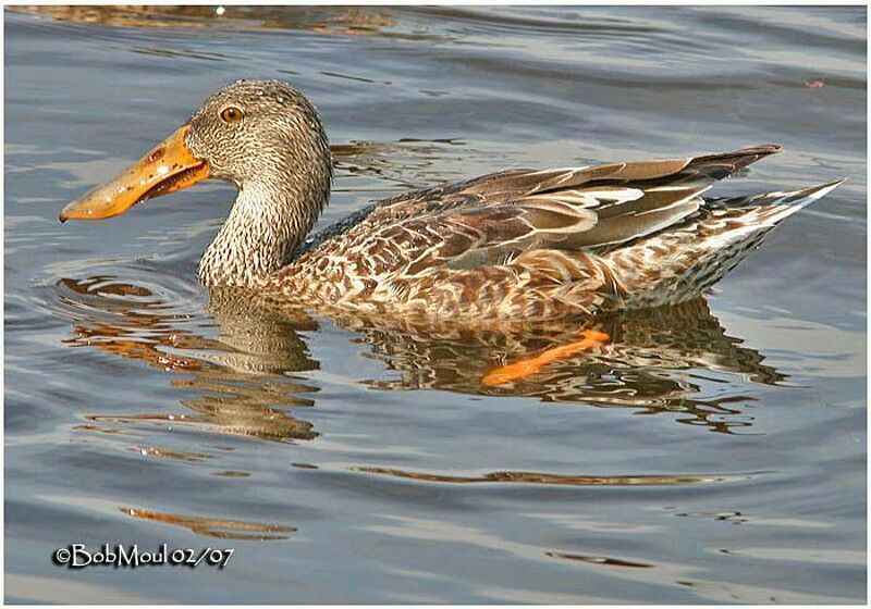 Northern Shoveler