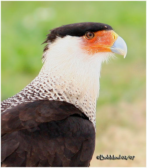 Caracara du Nord