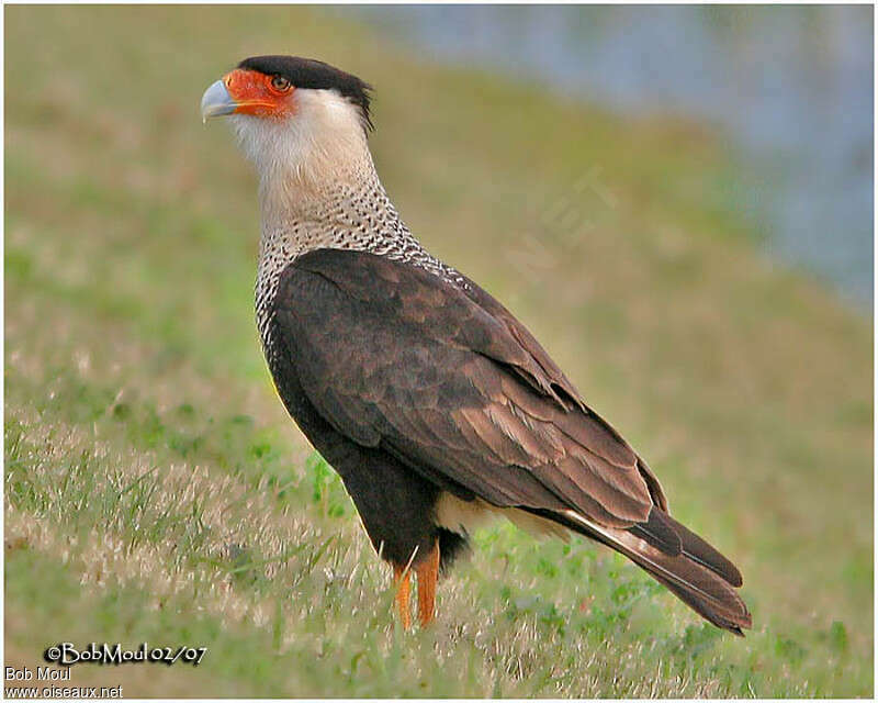 Caracara du Nordadulte, identification