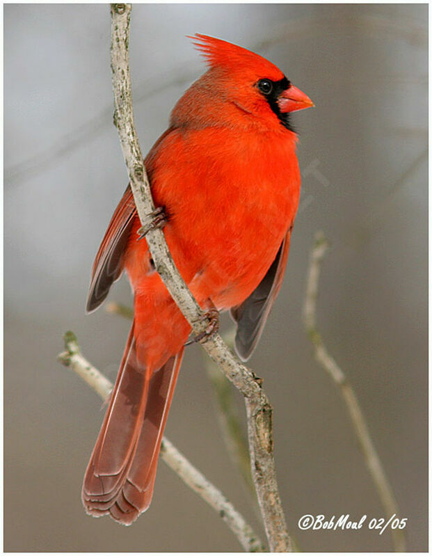 Cardinal rouge