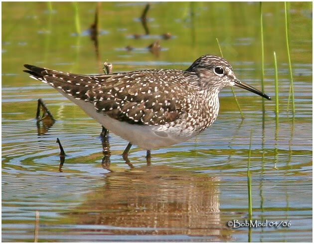 Solitary Sandpiperadult breeding