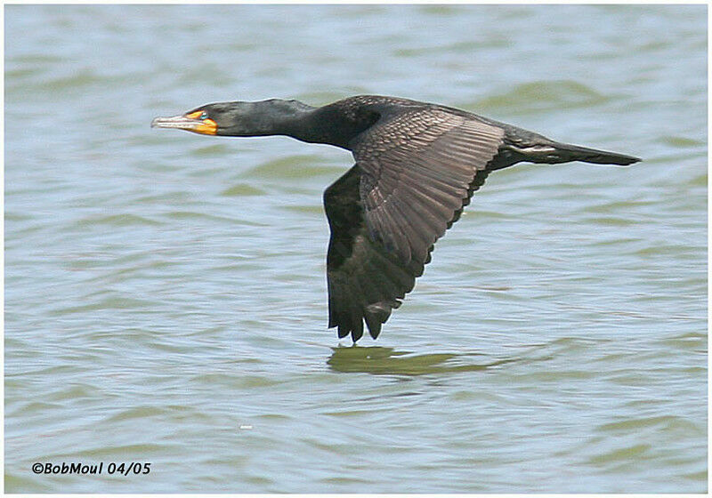 Double-crested Cormorant