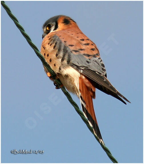 American Kestrel male subadult