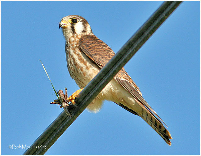 American Kestrel