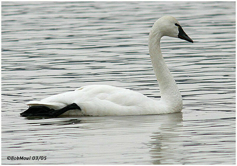 Cygne de Bewick