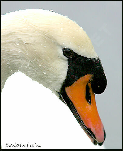 Mute Swan