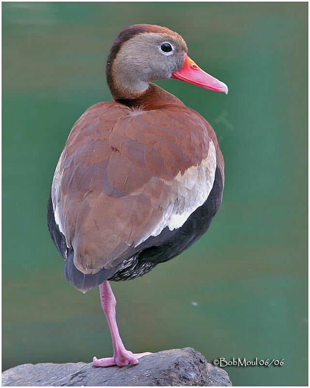 Black-bellied Whistling Duckadult breeding