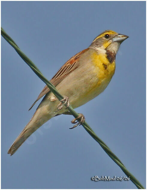 Dickcissel d'Amérique mâle adulte nuptial