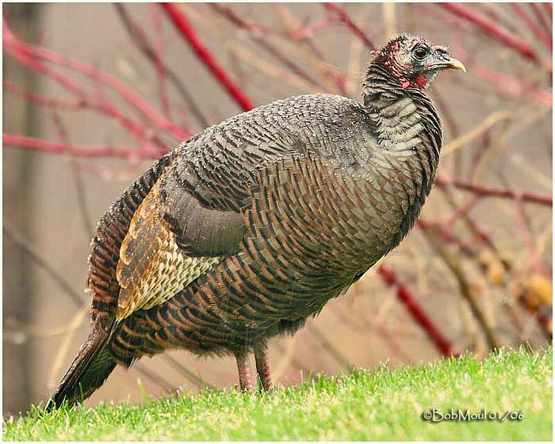 Wild Turkey