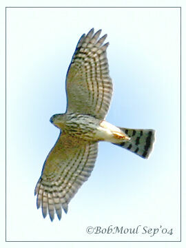 Sharp-shinned Hawk