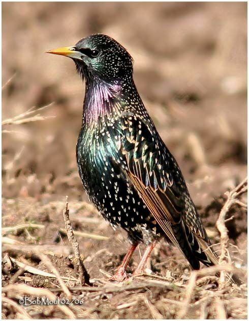 Common Starling