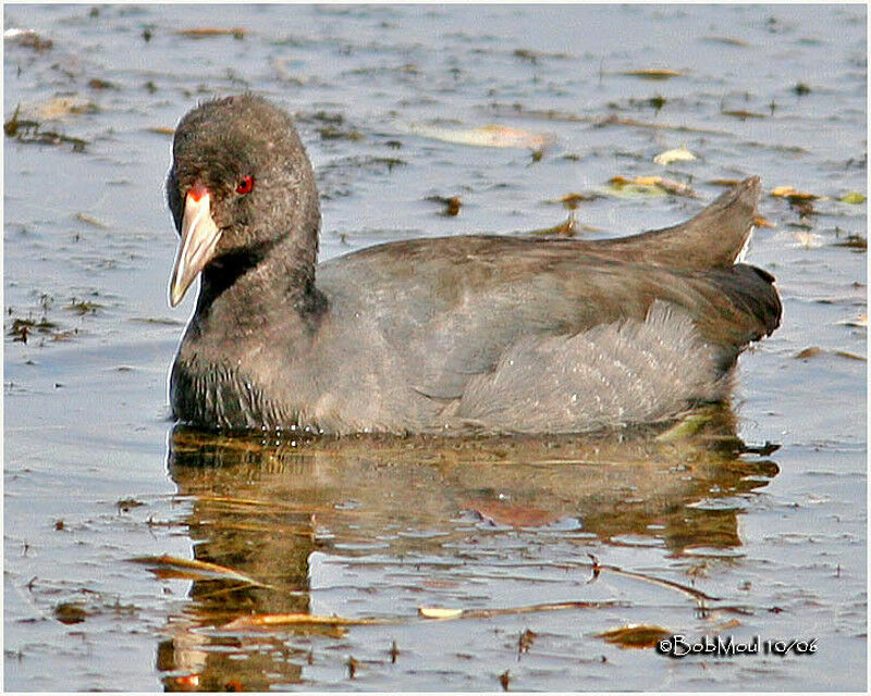 American Cootadult