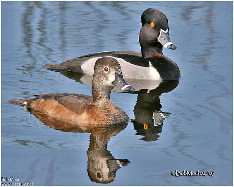 Fuligule à bec cercléadulte nuptial, pigmentation