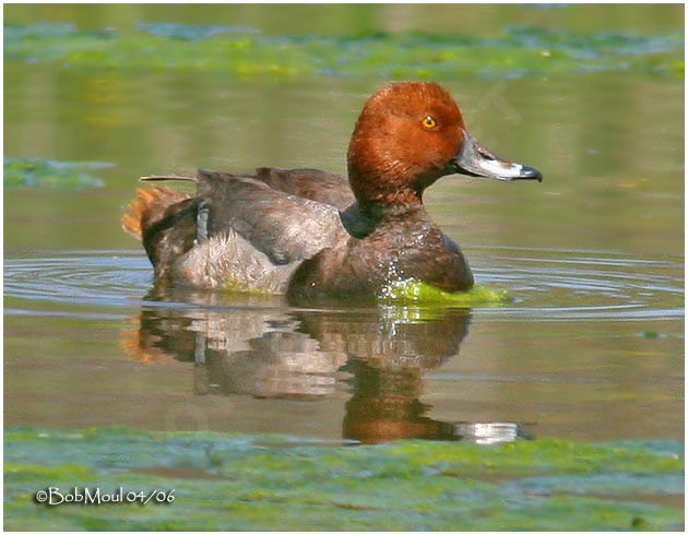 Fuligule à tête rouge mâle adulte nuptial