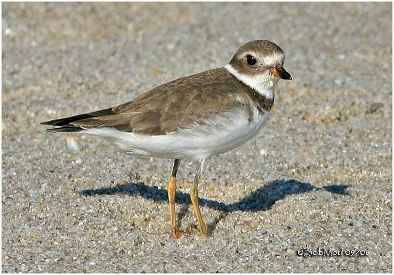 Semipalmated Plover