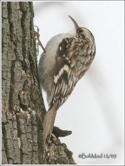 Brown Creeper